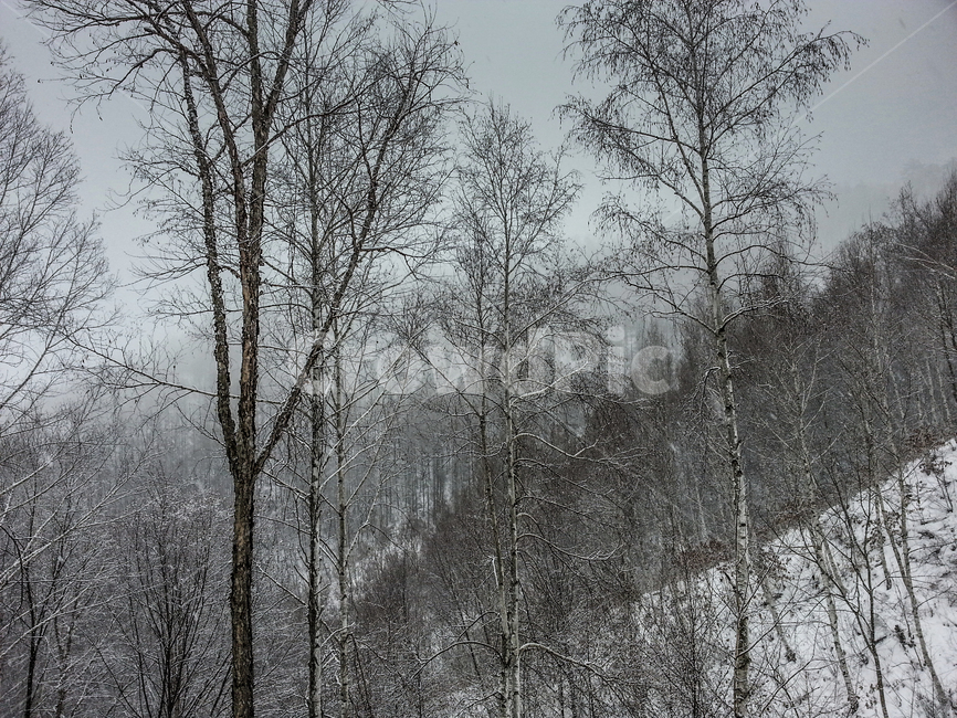 눈,겨울산,백설,겨울숲,눈밭,겨울,계절,winter,season,자연,풍경,nature,landscape,blizzard,눈보라,storm,폭풍,outdoors,옥외,snow