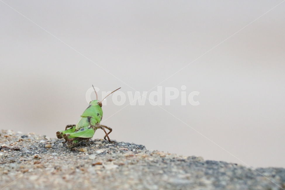 매뚜기,곤충,바위,콘트리트,뒷모습,초록곤충,곤충,벌레,insect,bug