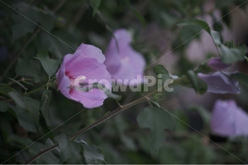 꽃,식물,flower,plant,무궁화,roseofsharon