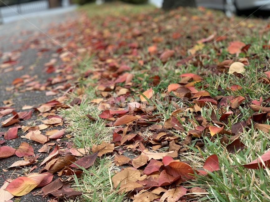 낙엽,가을,잔디,풀,자연,감성,단풍,계절,분위기,maple,ground,땅,바닥,길,leaves,가을,계절,fall,autumn,season,식물,자연,plants,nature,leaf,잎,plant,tree,나무