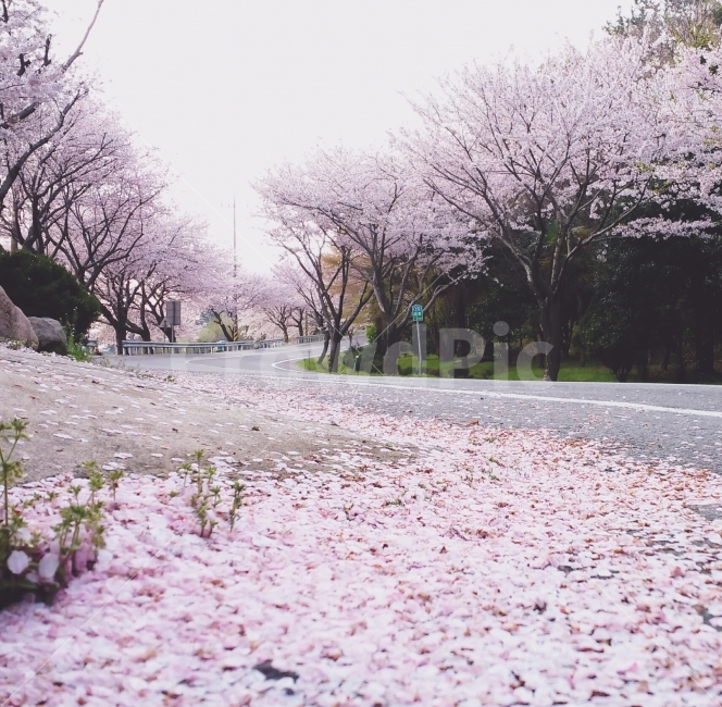 벚꽃,봄,남해,풍경,도로,경치,미조면,자연,풍경,nature,landscape,봄,계절,spring,season,plant,식물,flower,꽃,blossom,cherry blossom