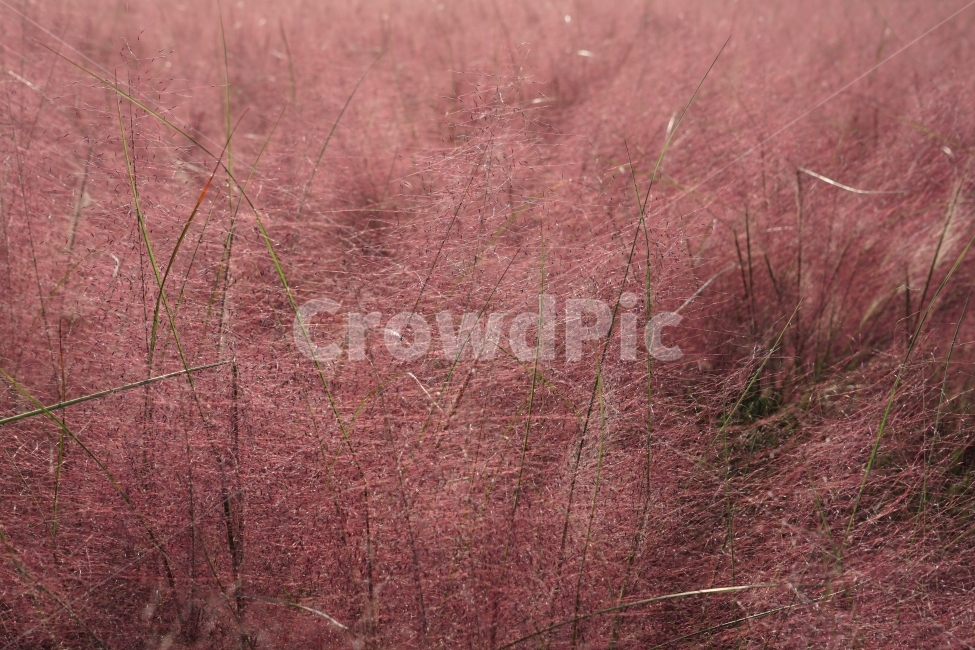 핑크,뮬리,분홍,plant,nature,pink,식물,핑크뮬리,가을,계절,fall,autumn,season,식물,자연,plants,nature,grass,잔디