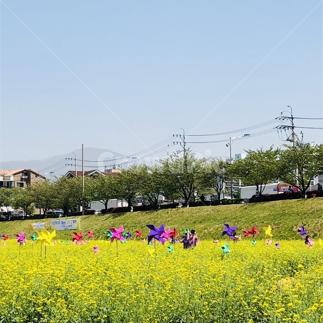 grassland,목초지,field,들,outdoors,옥외,nature,자연,하늘,구름,꽃,유채꽃,노랑,바람개비,색채,색감,color,colors,yellow