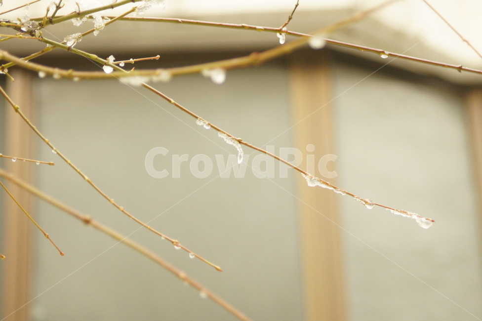 snow,눈,가지,얼음,눈오는날,겨울,계절,winter,season