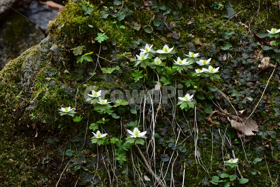 모데미풀,야생화,봄,꽃,풀꽃,자연,식물,식생,plants,nature,spring,season,flower