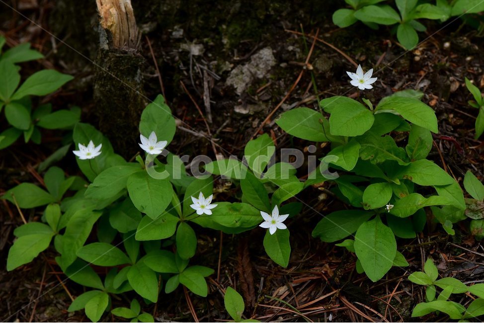 참기생꽃,야생화,식물,자연,생태,꽃,힐링,플라워,wildflower,flower,plants,nature,season,감성,느낌,emotion,feeling,앵초목,앵초과,기생꽃속,여러해살이풀,희귀식물,식물,자연,plants,nature,꽃,flower