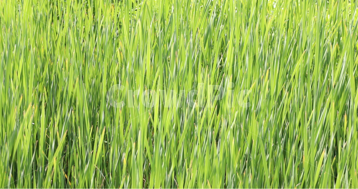 갈대,풀,자연,바람,흔들림,웰빙,유기농,숲,식물,자연,plants,nature