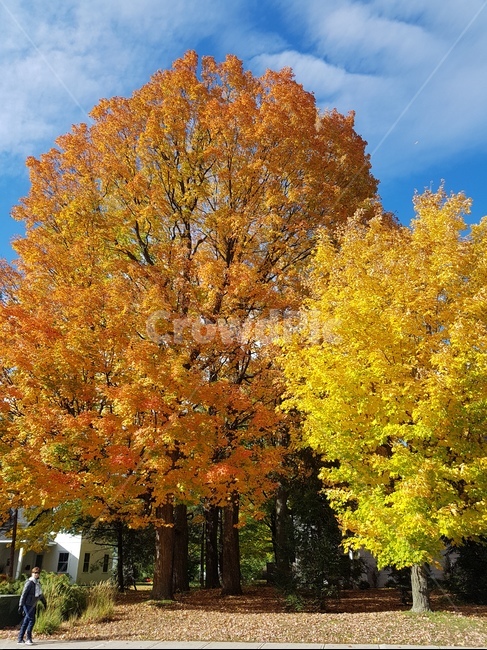 식물,tree,나무,가을,가을나무,단풍나무