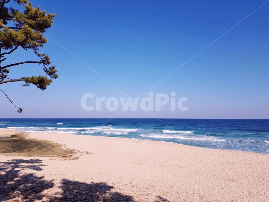 소나무,바다,sea,바닷가,산책,ocean,자연,자연,풍경,nature,landscape,해변,바다,beach,sea,outdoors,옥외,대양,water,물,shoreline,해안선,land,땅,coast,연안