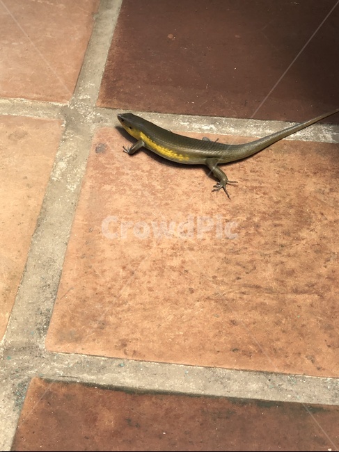도마뱀,발리,정글,파충류,rezard,동물,animal,파충류,양서류,reptile,amphibian