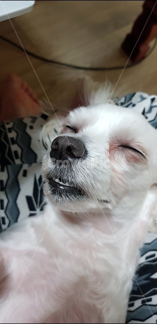 강아지,몰티즈,말티즈,반려동물,귀여운강아지,애완견,댕댕이,멍멍이