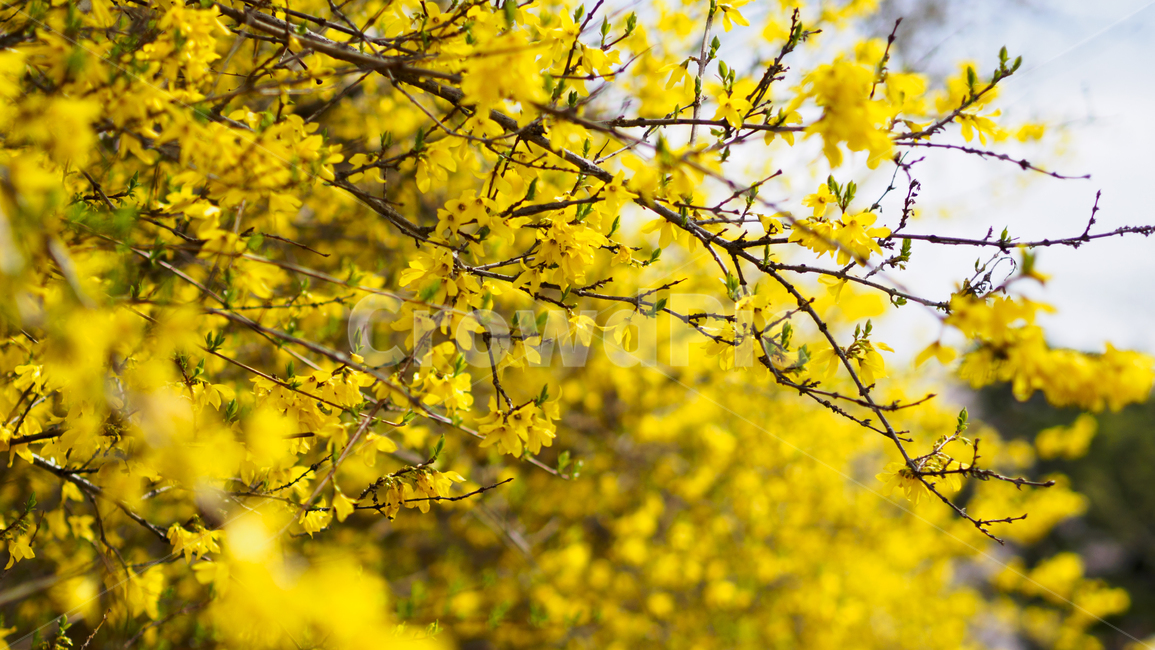 개나리,꽃,노란,풍경,봄,자연,식물,색감,배경,nature,plants,yellow,검정,black,줄기,하늘,아웃포커스,season,계절,flower,spring,background,파란,blue,봄,계절,spring,season,식물,자연,plants,nature,꽃,flower,plant,leaf,잎,tree,나무