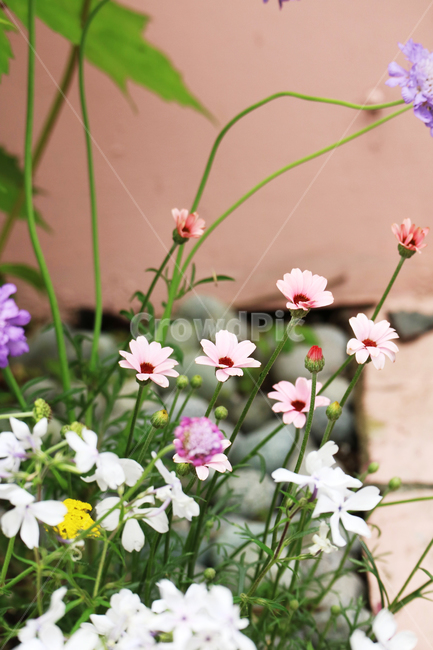 꽃,꽃밭,봄,정원,식물,자연,꽃송이,컬러풀,식물,자연,plants,nature,꽃,flower