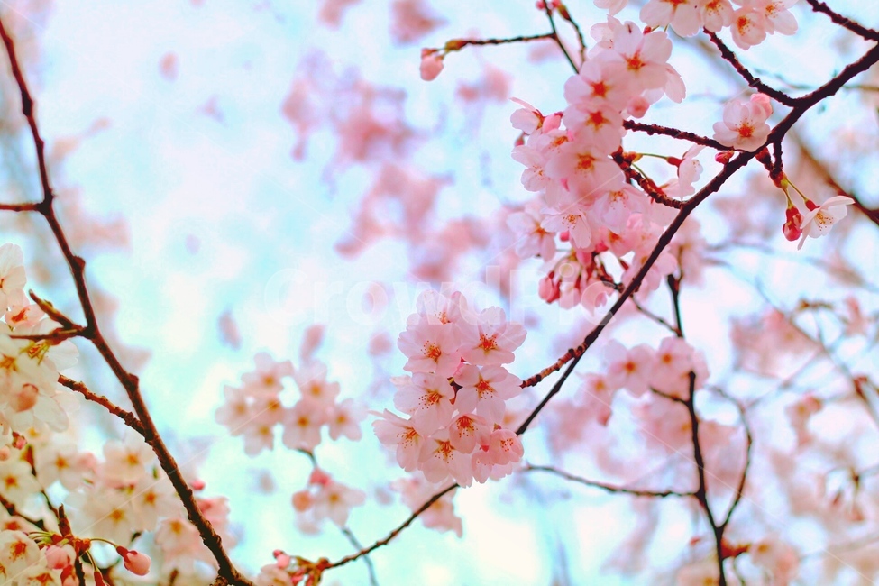 벚꽃,봄,자연,꽃,벚꽃놀이,감성사진,배경화면,로맨틱,봄,계절,spring,season,식물,자연,plants,nature,꽃,flower,plant,blossom