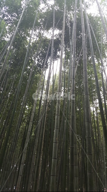풍경,식물,나무,대나무,정원,자연,풍경,nature,landscape,plant