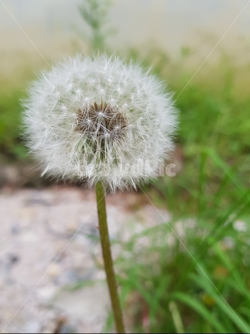 자연,민들레,꽃,민들레홀씨,씨앗,식물,자연,plants,nature,꽃,flower