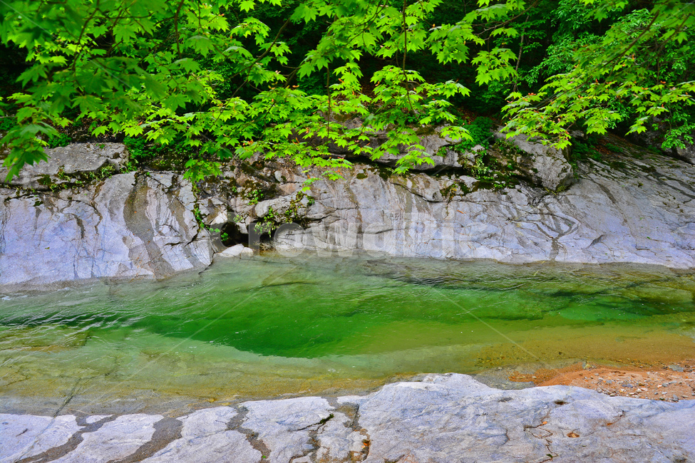 June,forest,purity,cow,air,rock,healing,road,Sansogil,forest shade,Maple tree,railway bridge,sight,season,forest road,pollutionfree,green,nature,cool,tree,clear,water,fresh green,Valley,mountain village,refreshing,plant,clean area,wall