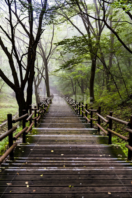 마이산,나무계단,힐링,자연,풍경,나무,산책로