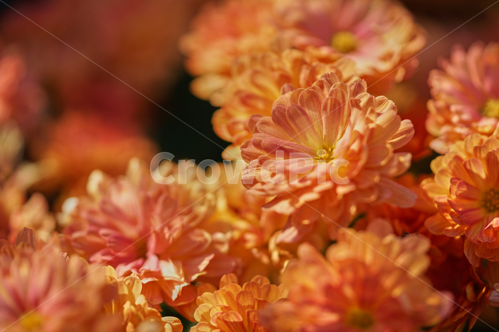 국화,과꽃,주황색꽃,화단,정원,flower,수목원,blooming,garden,꽃,접사,식물,자연,plants,nature,꽃,flower