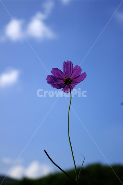 꽃,식물,plant,flower,자연,코스모스,하늘