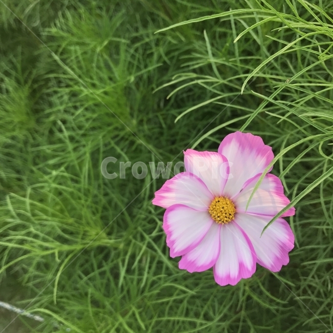피코티코스모스,코스모스,화단용,조경용,초화류,cosmos,피코티,꽃,식물,Flower,식물,자연,plants,nature,꽃,flower
