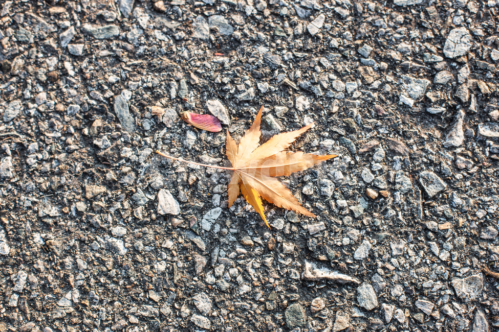 가을,단풍,단풍나무,단풍잎,나무,나뭇잎,가을,계절,fall,autumn,season,leaf,잎,plant,식물,dirt road,흙길,road,도로,gravel,자갈,tree
