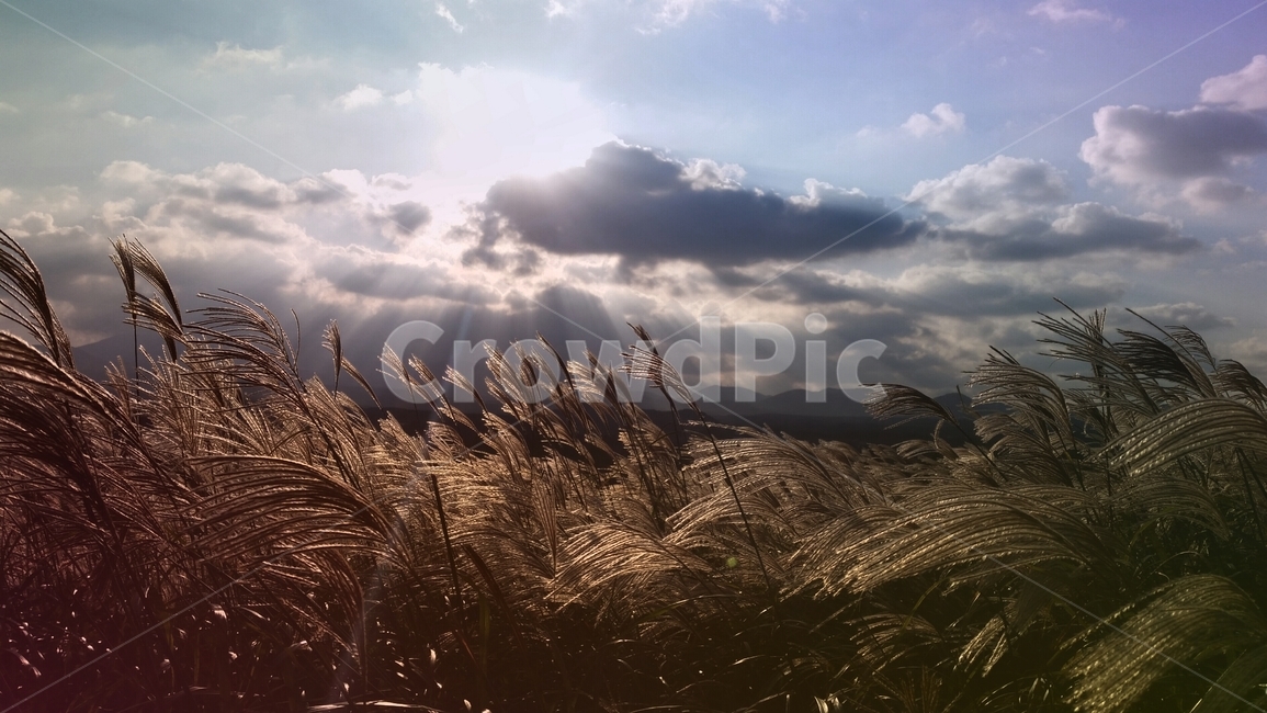 plant,식물,grass,잔디,lawn,갈대,reed,제주도,jejuiland,제주도갈대,제주갈대밭,새별오름,풍경,자연,landscape,nature,가을,계절,경치,fall,autumn,season,scenery,sunset,sky,억새,오후,동양,아시아,구름,소스,배경,낭만,환경,background,백그라운드