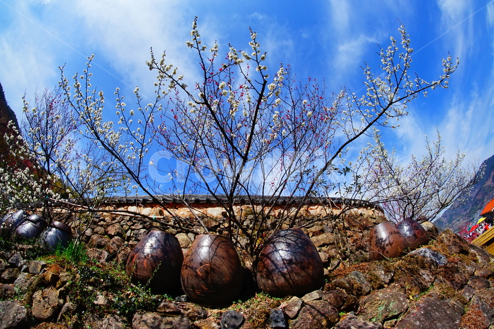 매화마을,봄,꽃,다압면,풍경,봄,계절,spring,season,자연,풍경,nature,landscape