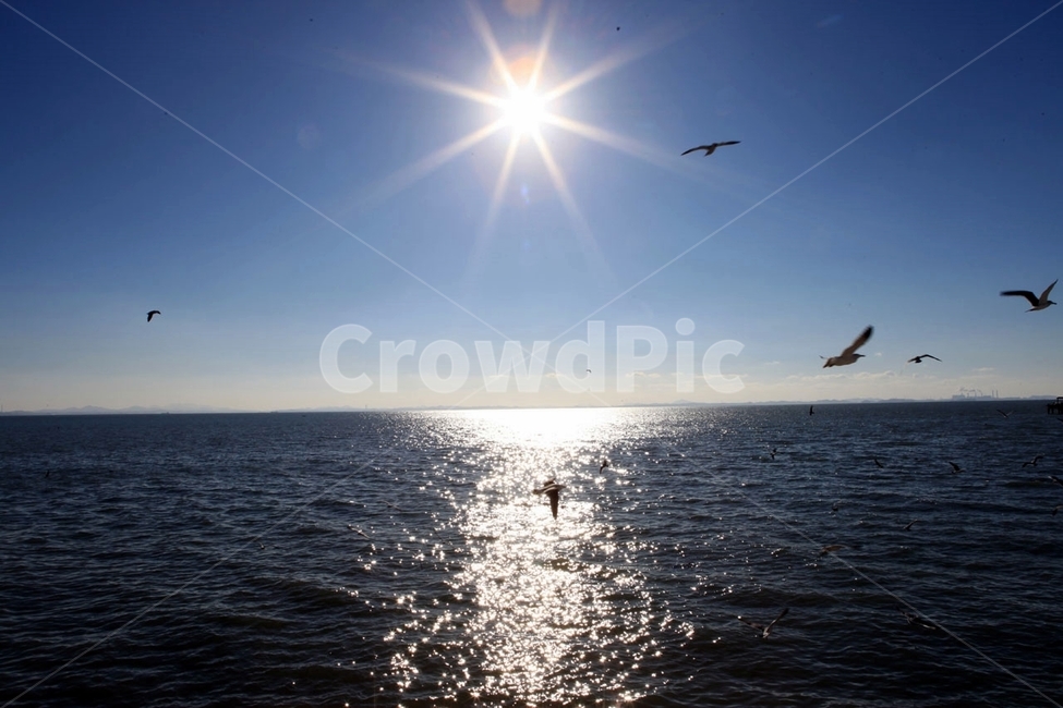 bird,새,animal,동물,flare,플레어,light,빛,nature,태양,sun,갈매기,궁평항,바다,sea,자연,풍경,nature,landscape