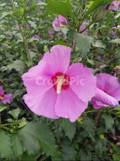 꽃,무궁화,접사,closeup,plant,flower,blossom,식물,한국,나라꽃,여름,summer,식물,자연,plants,nature,꽃,flower