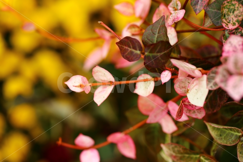 자연,빛,잎새,붉은잎,빛망울,감성,아련,식물,자연,plants,nature