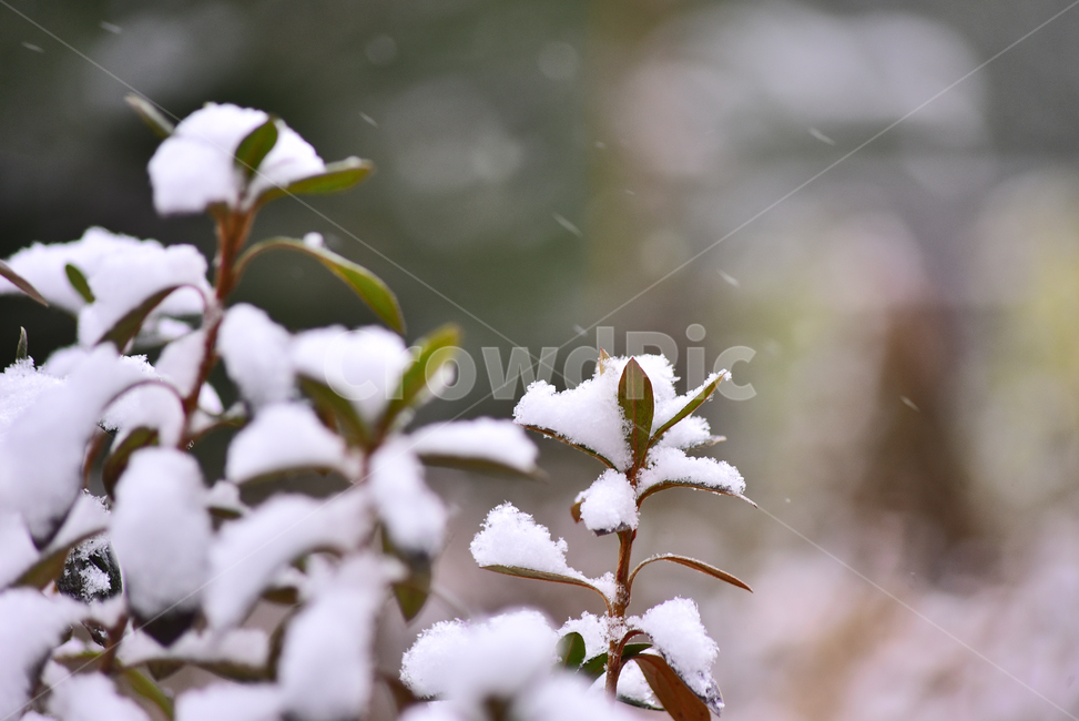 설경,춘설,눈,겨울배경,보케,옥외,야외,아웃도어,배경,바탕,백그라운드,시즌,계절,빛망울,플레어,눈송이,나무,식물,초록,season,winter,snow,ice,자연,nature,outdoors,frost,겨울,계절,winter,season