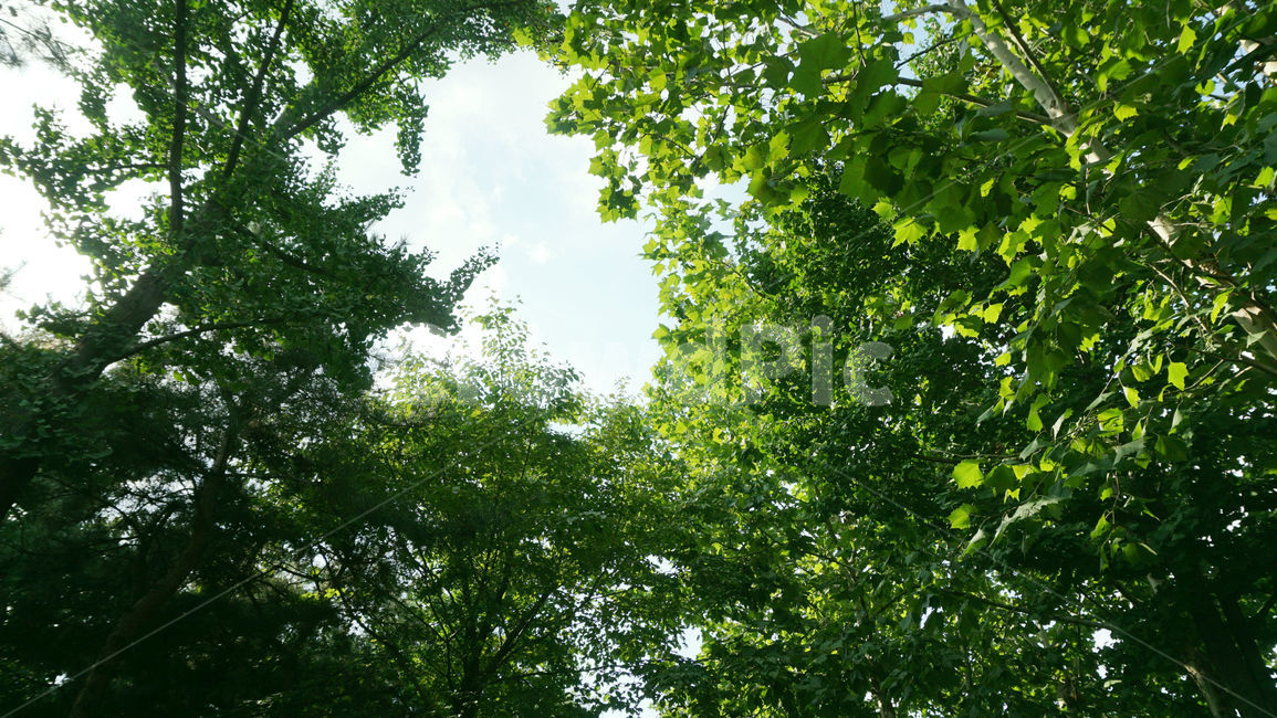 자연,휴양지,힐링,숲,배경화면,plant,tree,나무,식물,하늘