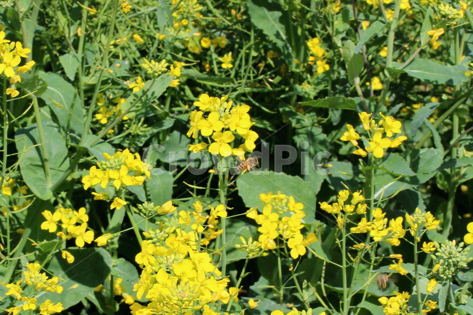꽃,봄,하늘,오름,제주,봄,계절,spring,season,식물,자연,plants,nature,꽃,flower,plant,blossom