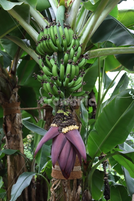 바나나,바나나꽃,열매,과일,banana
