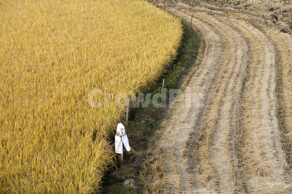 가을,벼농사,추수,수확,논,가을,계절,fall,autumn,season,시골,마을,풍경,landscape,country,rural,town,산업,industry,industrial,농업,농사,agriculture,farming,farming industry,nature,자연,outdoors,옥외,field,들