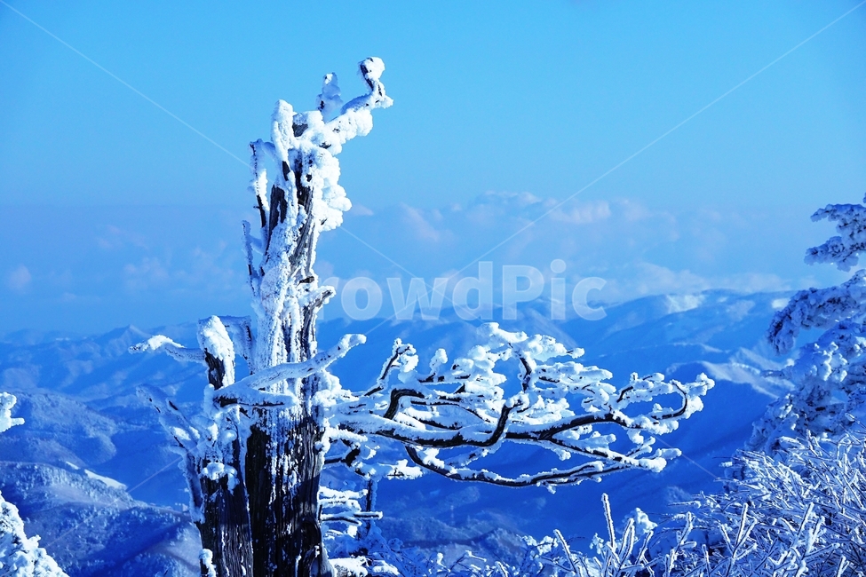 태백산,국립공원,설경,겨울,나무,주목,함백산,폭설,상고대,하늘,겨울,계절,winter,season