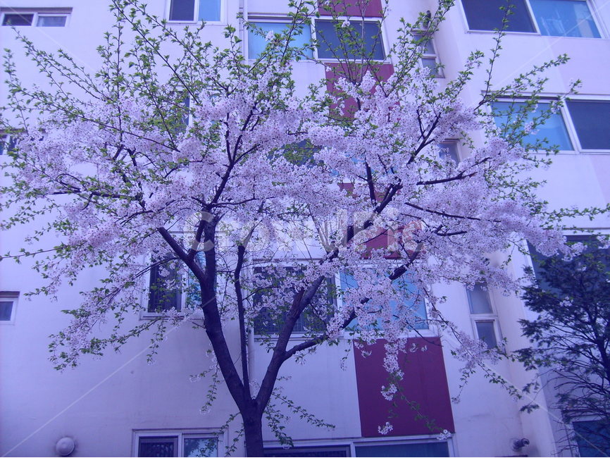 계절,봄,벚꽃,꽃,나무,봄,계절,spring,season,식물,자연,plants,nature,나무,trees,wood,plant