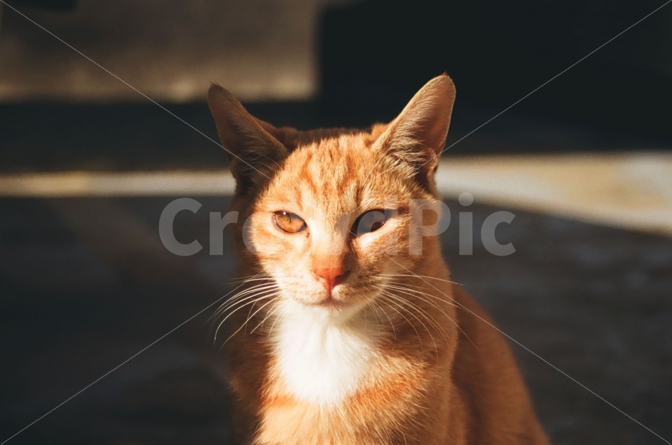 고양이,cat,길고양이,동물,animal,포유류,그림자,kitten,감정,emotion,빛,light,햇빛,동물,animal,포유류,mammal,고양이,cat,kitten,kitty,감성,sensible,feeling