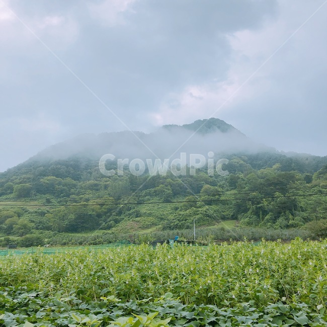 산,구름,안개,풀,fog,cloud
