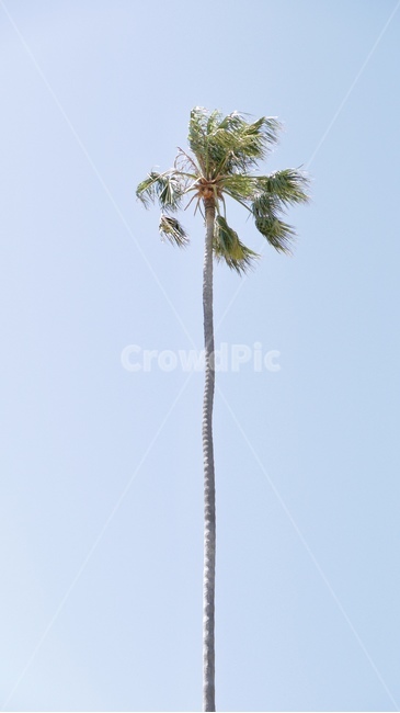 야자수나무,야자수,자연,감성사진,푸른하늘,식물,자연,plants,nature,나무,trees,wood