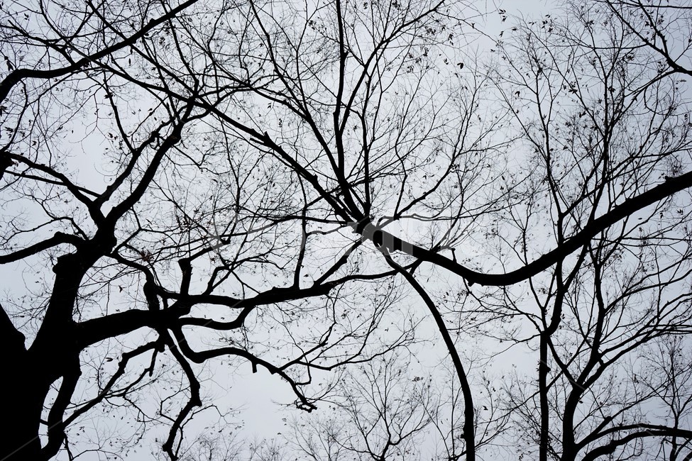 느티나무,고목,실루엣,나무,tree,하늘배경,겨울,가지,자연,하늘,식물,숲,갈색잎,분위기,감성,겨울나무,쓸쓸함,외로움,고요,나뭇가지,계절,풍경