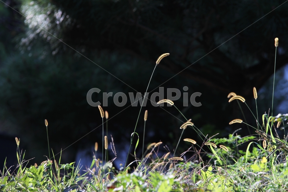 강아지풀,식물,가을,감성사진,자연,꽃,식물,자연,plants,nature