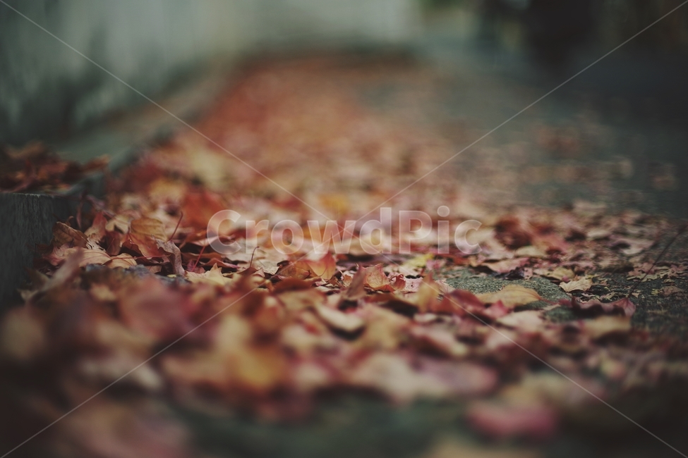 leaf,잎,가을,낙엽,나뭇잎,plant,식물,fall,autumn,감성,계절,street,도시,city,road,길,거리,나무,tree