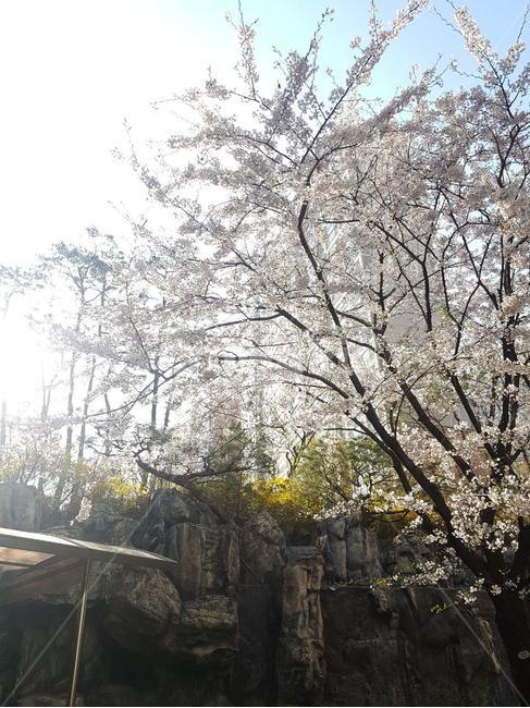 plant,식물,blossom,벚꽃,sunshine
