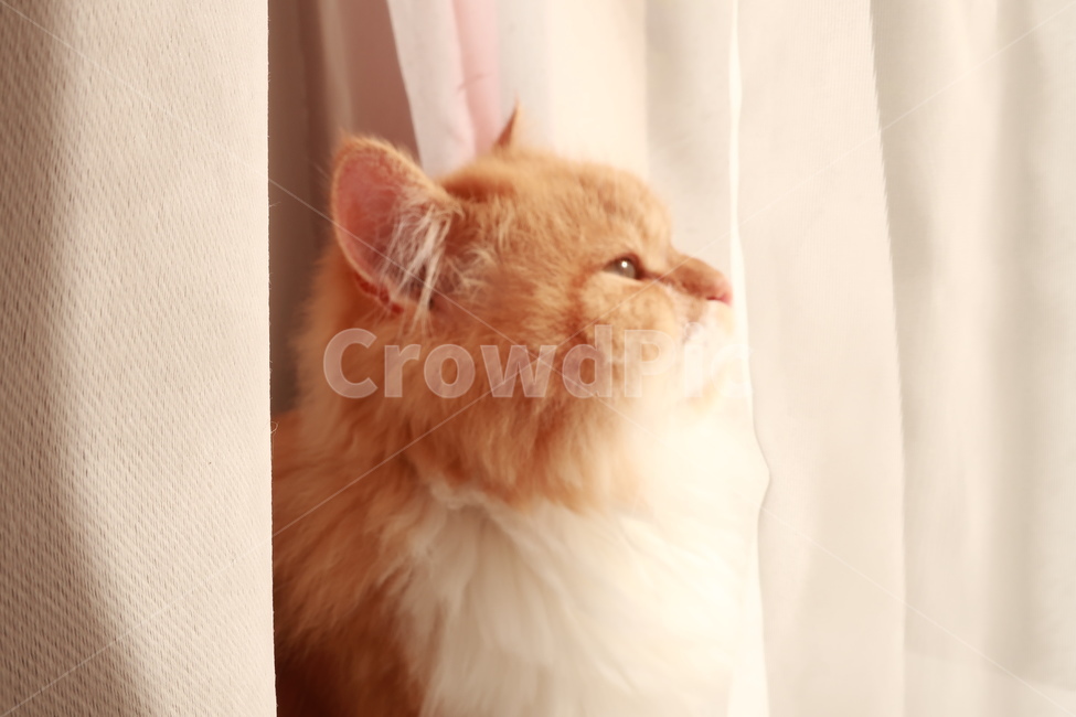 고양이,페르시안,치즈고양이,노란고양이,귀여운,자연,동물,애완동물,반려동물,동물,animal,포유류,mammal,고양이,cat,kitten,kitty