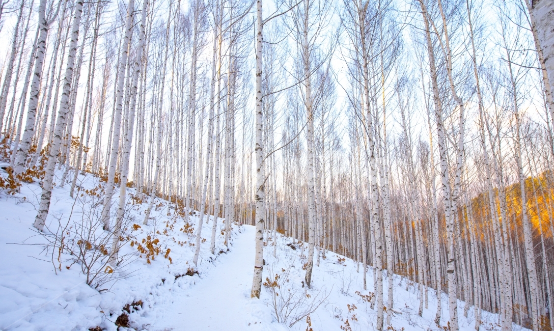 자작나무,자작나무숲,겨울숲,풍경,풍경사진,자연,풍경,nature,landscape,식물,plants,나무,trees,wood,tree,plant