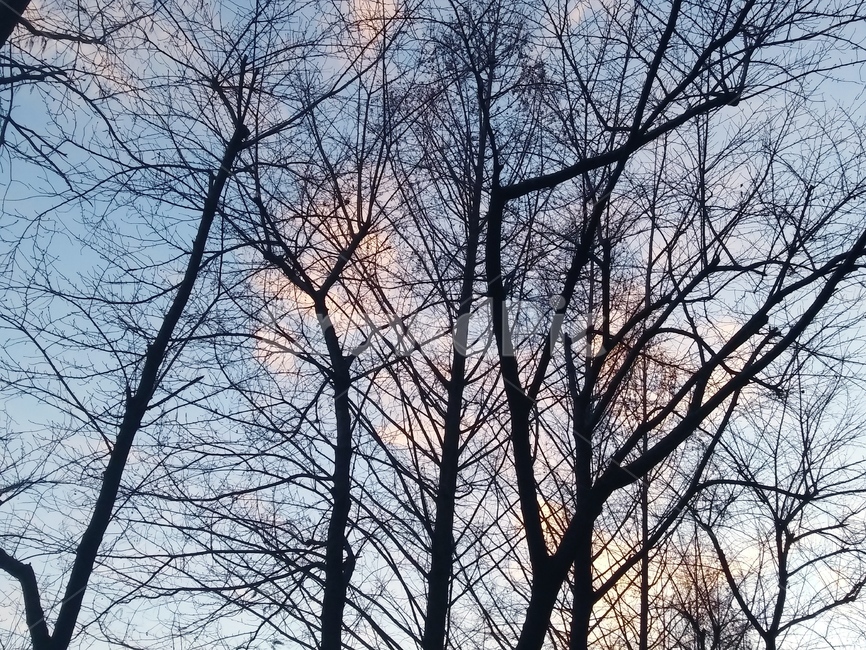 하늘,구름,둥지,겨울나무,에쁜풍경,자연,조화,파랑색,추위,바람,나뭇가지,오후,작년,마무리,겨울,계절,winter,season,식물,자연,plants,nature,나무,trees,wood