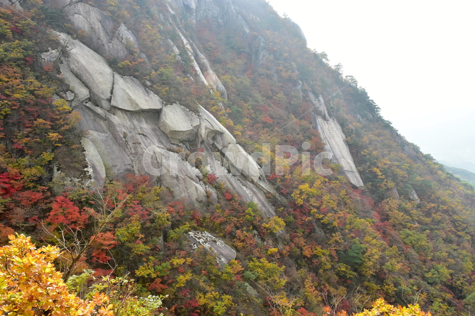 가을,단풍,자연,풍경,북한산,잎,단풍잎,붉은,나무,계절,계곡,숲,힐링,plant,fall,autumn,season,forestnature,landscape,한국자연풍경,한국자연경관,korea,tree,maple,leaf,가을,계절,fall,autumn,season,자연,풍경,nature,landscape,outdoors,옥외