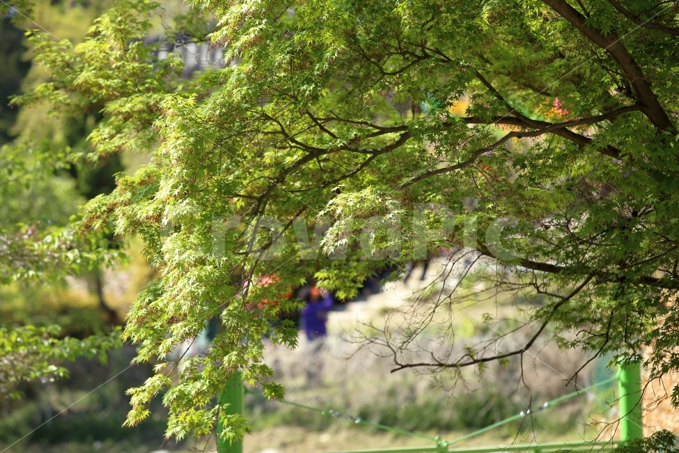풍경,사진,사찰,국내,감성,봄,꽃,이미지,자연,풍경,nature,landscape,tree,나무,plant,식물,leaf,잎,tree trunk,나무 줄기
